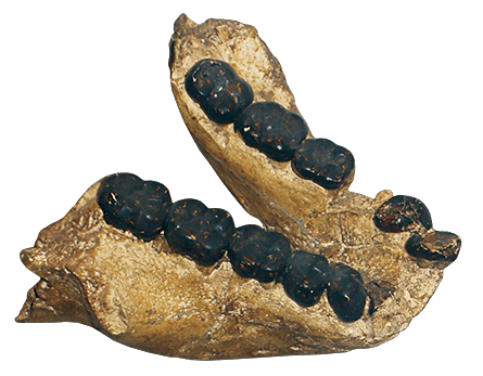 041616_review_junglebook-inline_free