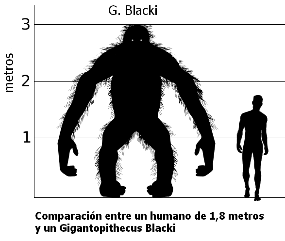 Gigantopithecus_vs_Hombre